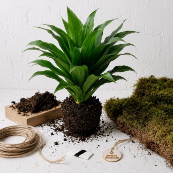 Dracaena Fragrans Compacta
