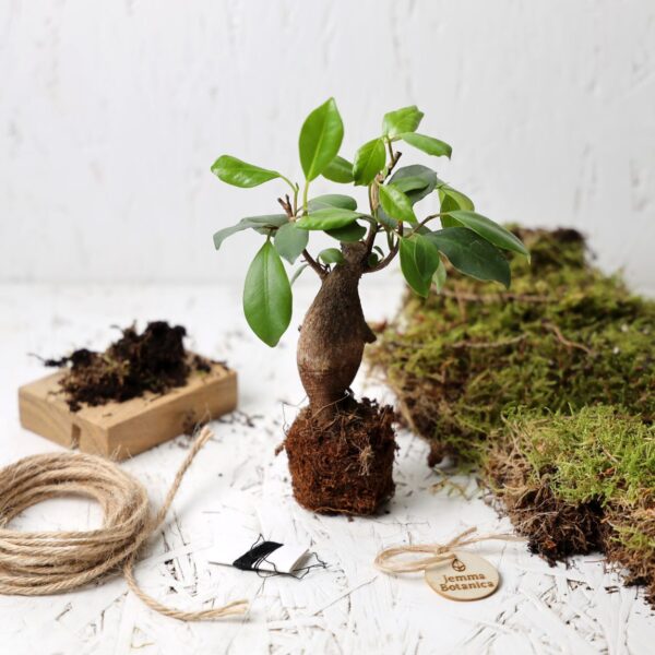 Mini Ficus Ginseng