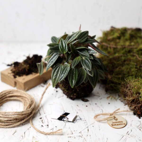 Peperomia Caperata