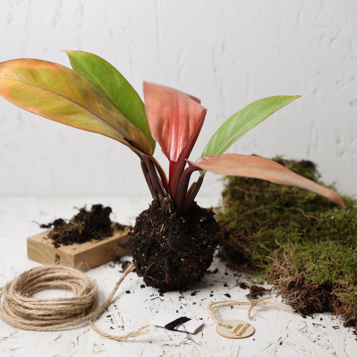 Philodendron