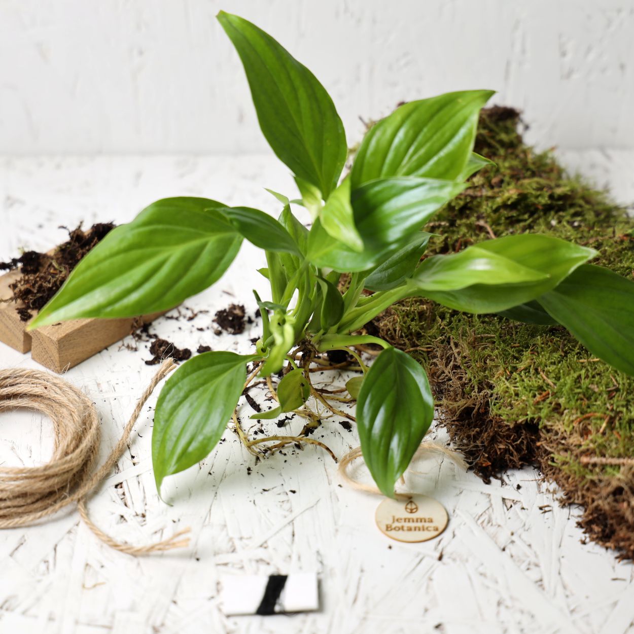 Spathiphyllum