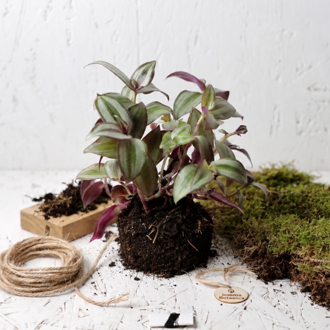 Tradescantia Zebrina