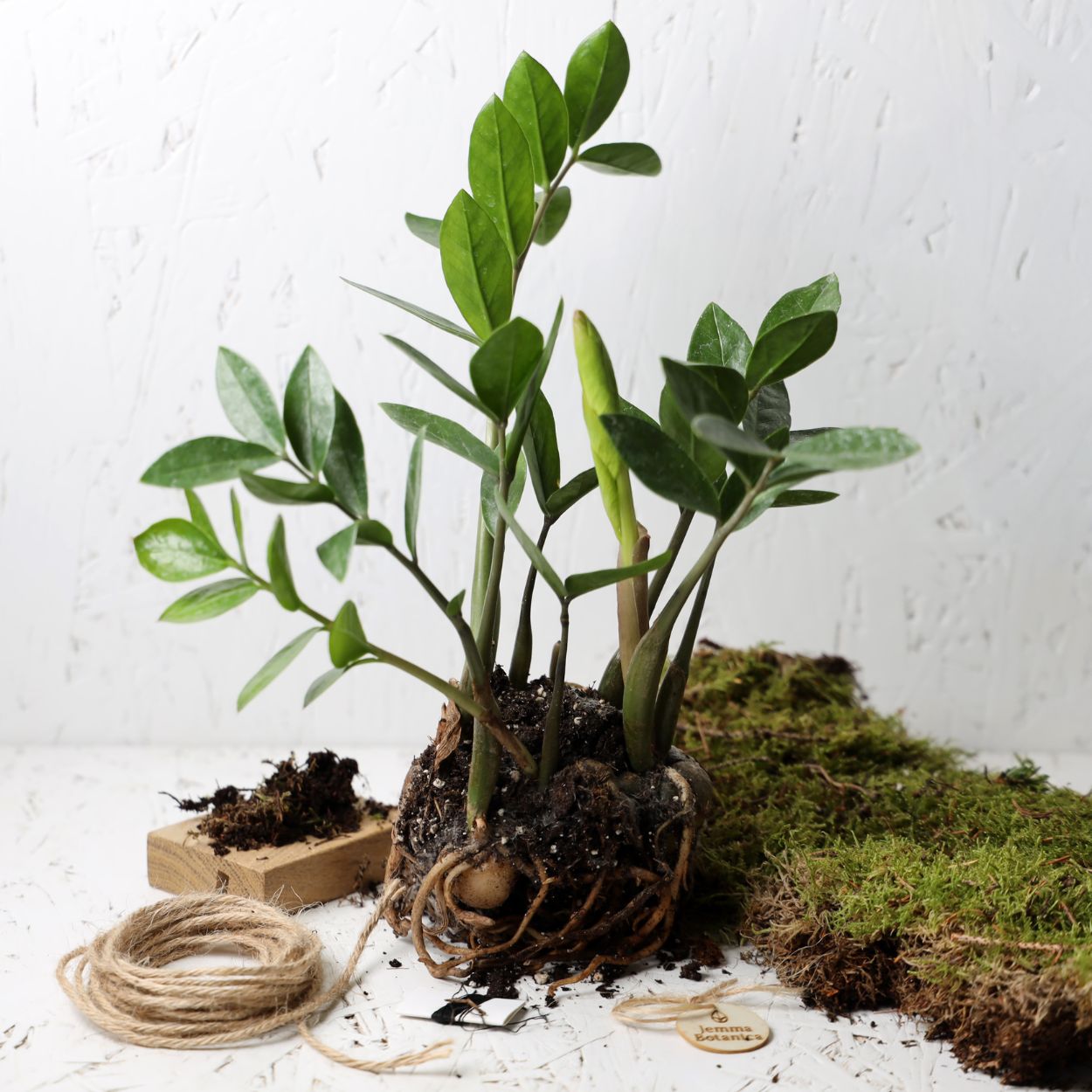 Zamioculcas