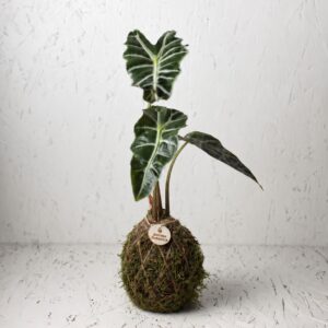 Aura Alocasia