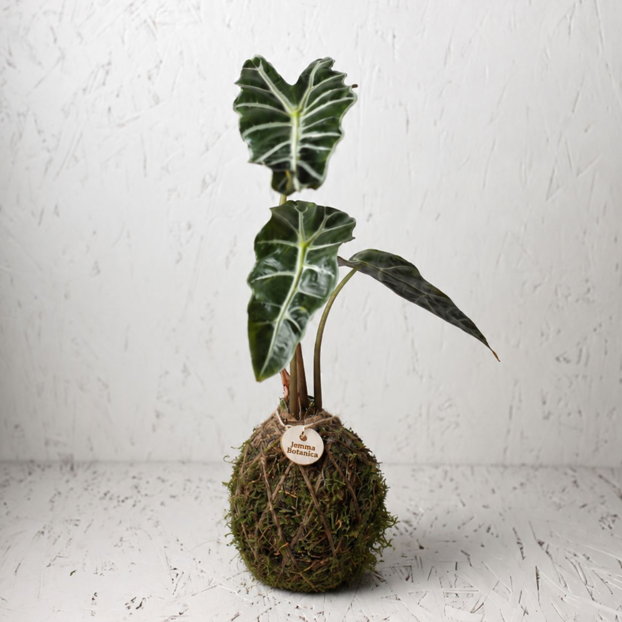 Aura Alocasia
