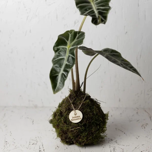 Alocasia