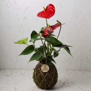 Aura Anthurium