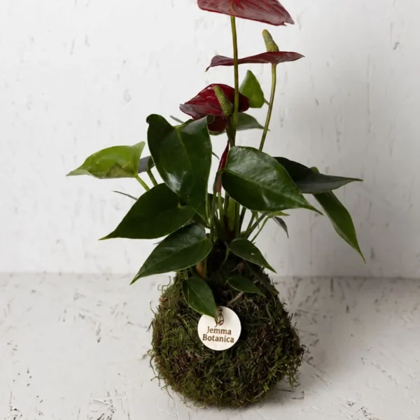 Anthurium