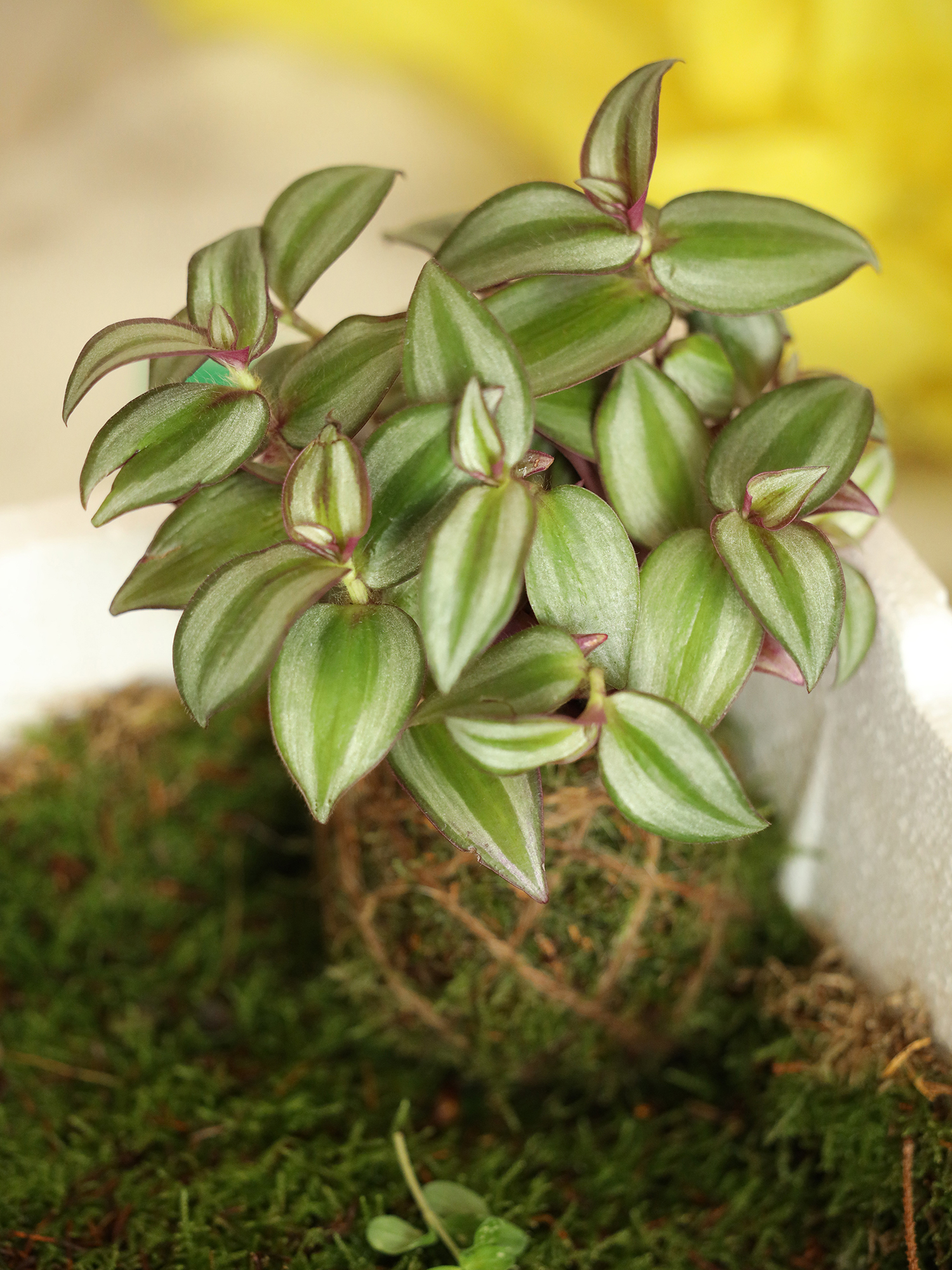 crea-kokedama-1