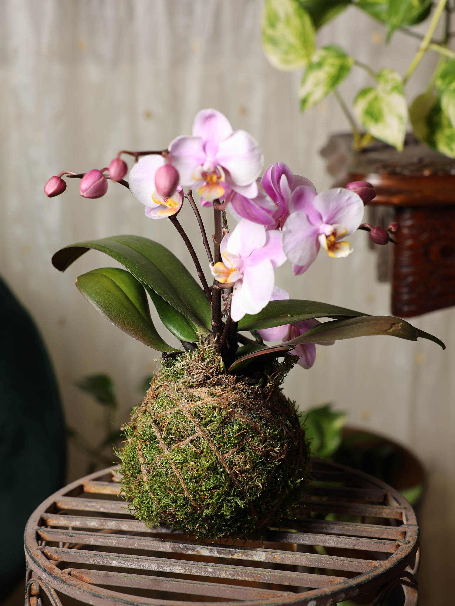 crea-kokedama-2