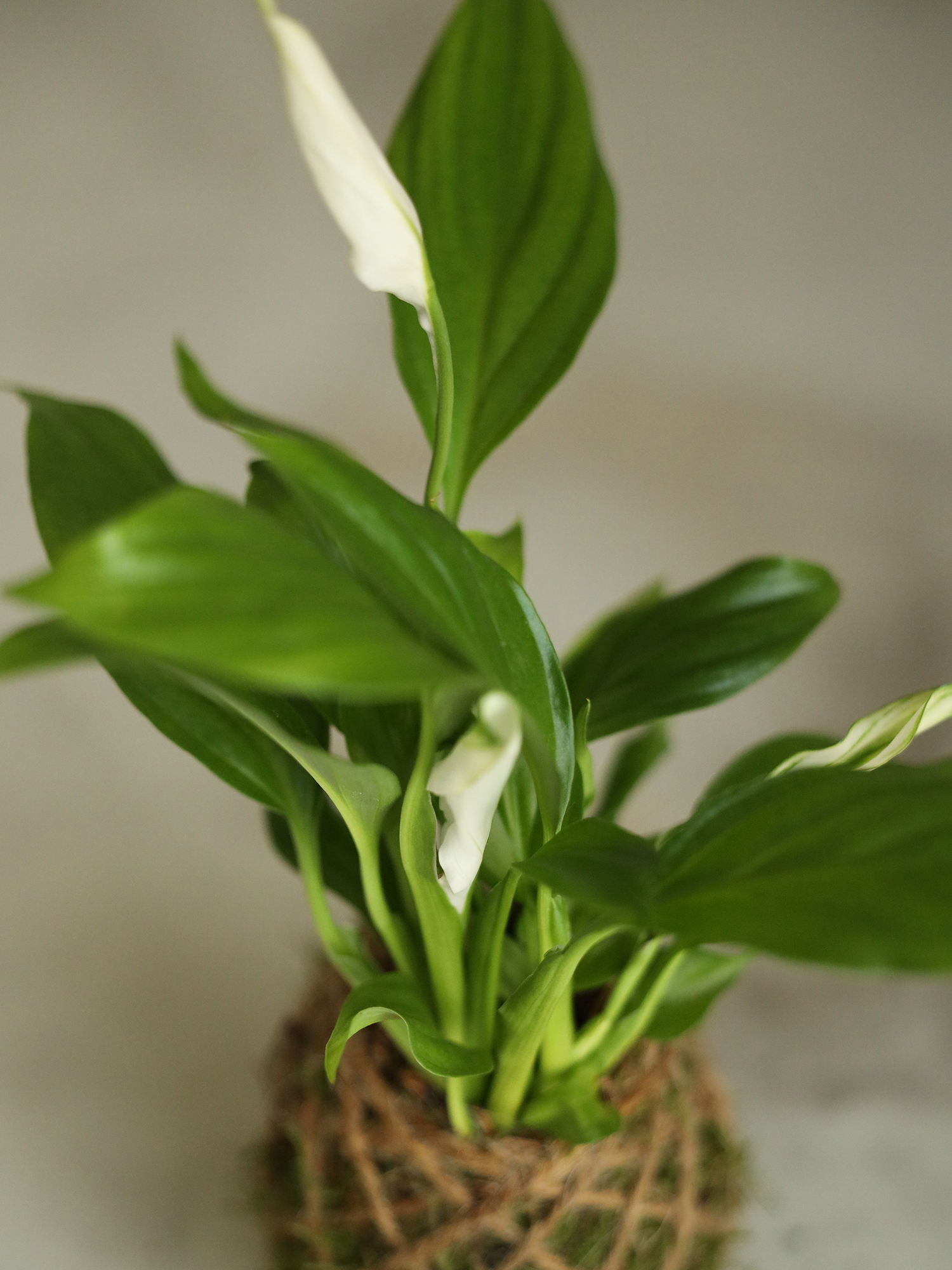 crea-kokedama-3