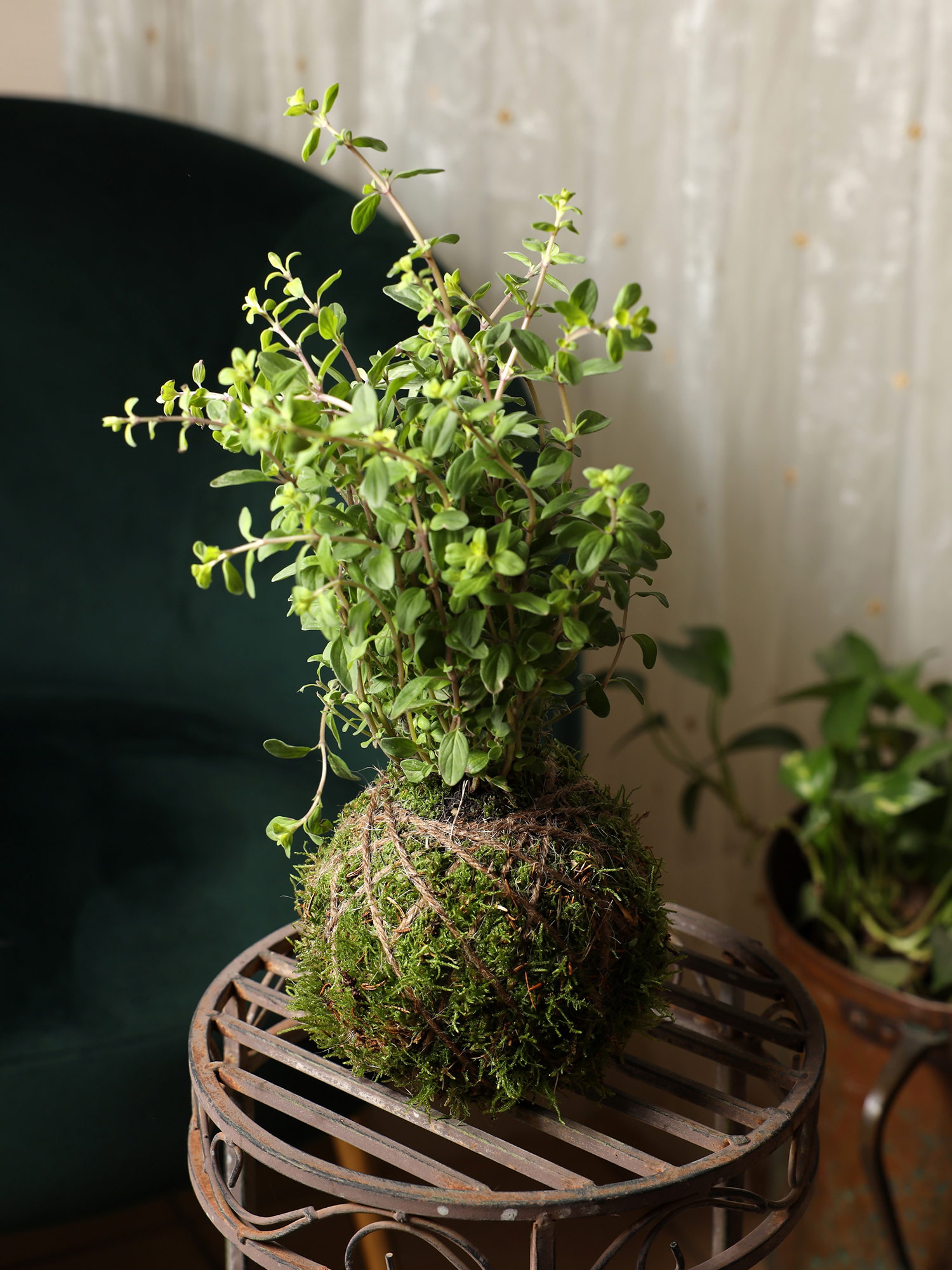 crea-kokedama-4