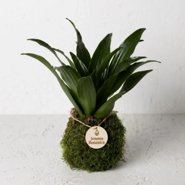 Dracaena Fragrans Compacta