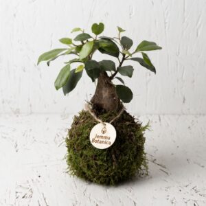 Ficus Ginseng Mini