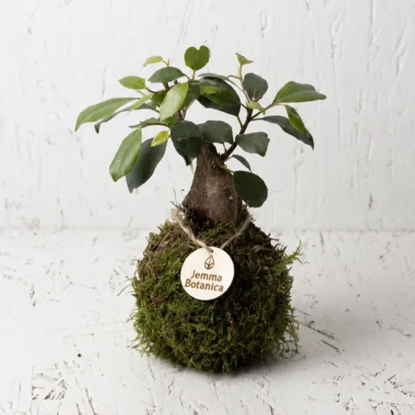 Ficus Ginseng Mini