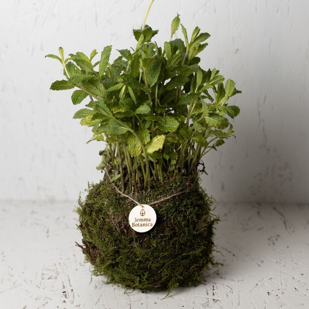 Aromatici Menta