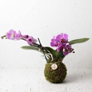 Orchidea Phalaenopsis