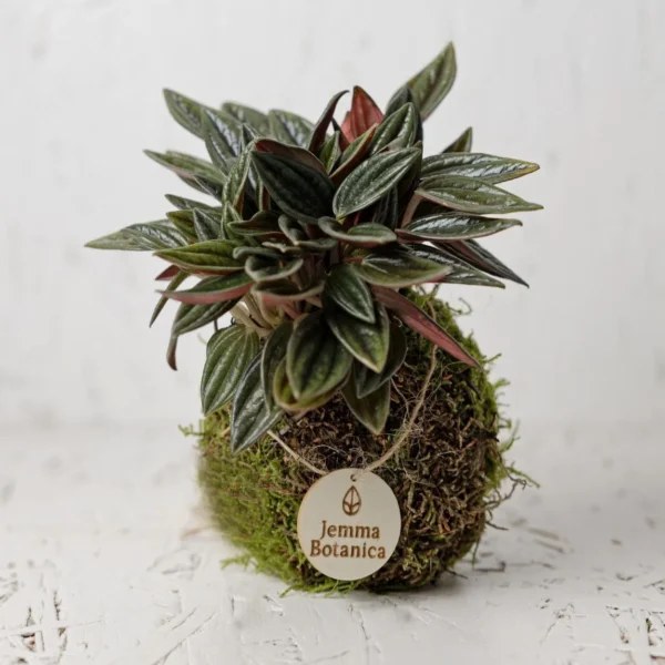 Peperomia