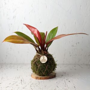 Calma Philodendron