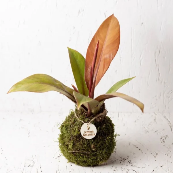 Philodendron