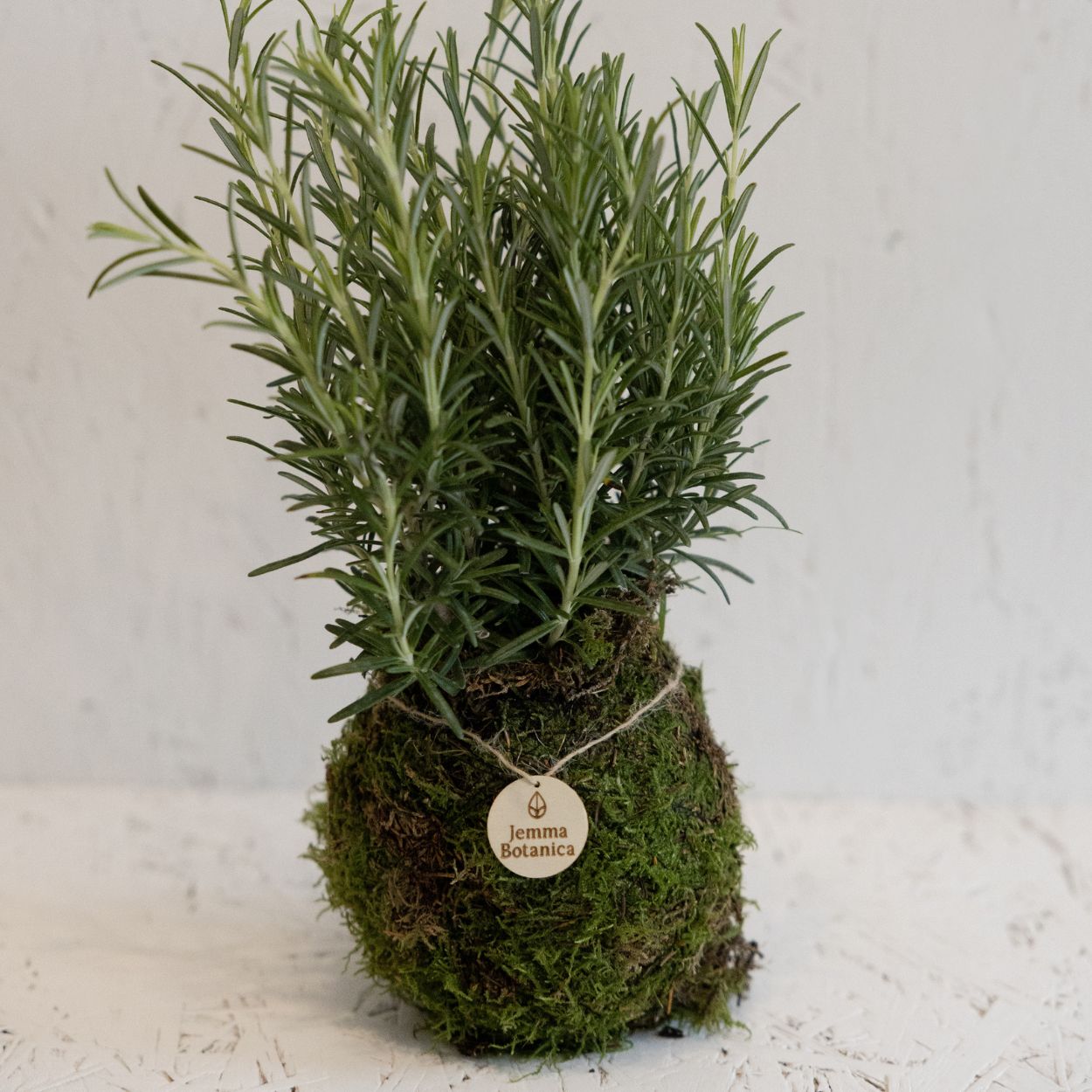 Aromatici Rosmarino