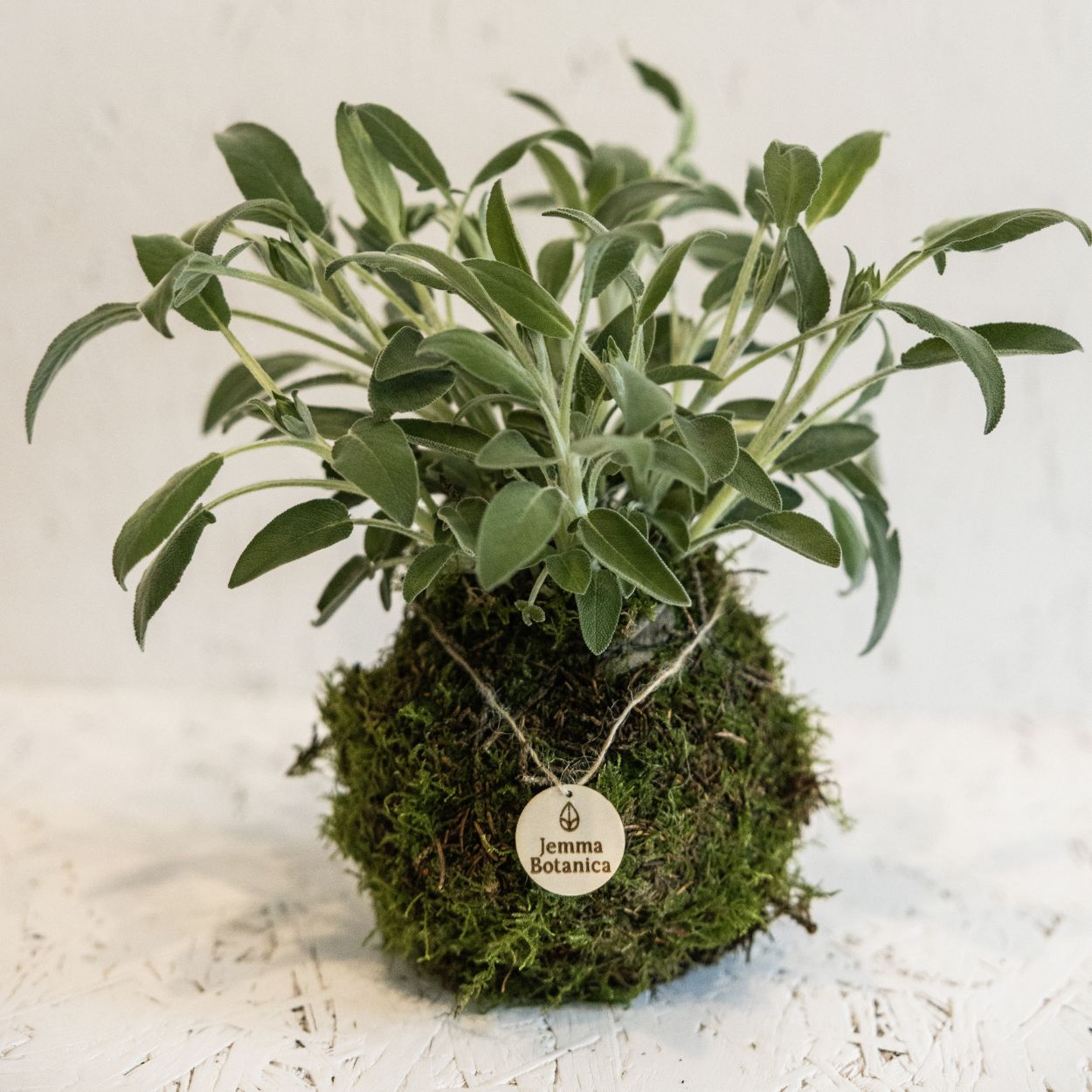 Aromatici Salvia
