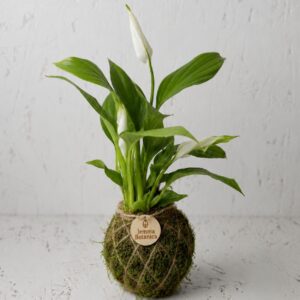 Calma Spathiphyllum