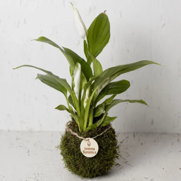 Spathiphyllum