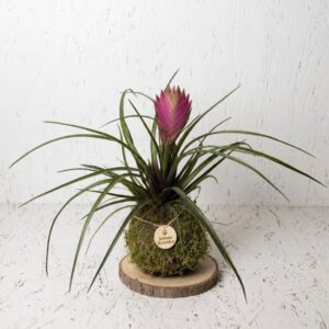 Aura  Tillandsia Cyanea
