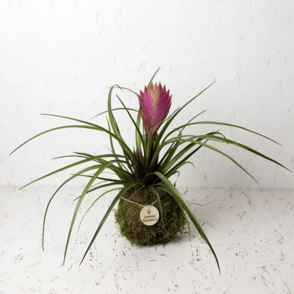 Tillandsia Cyanea