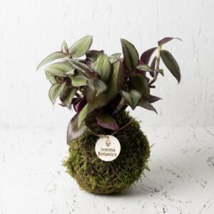 Calma Tradescantia