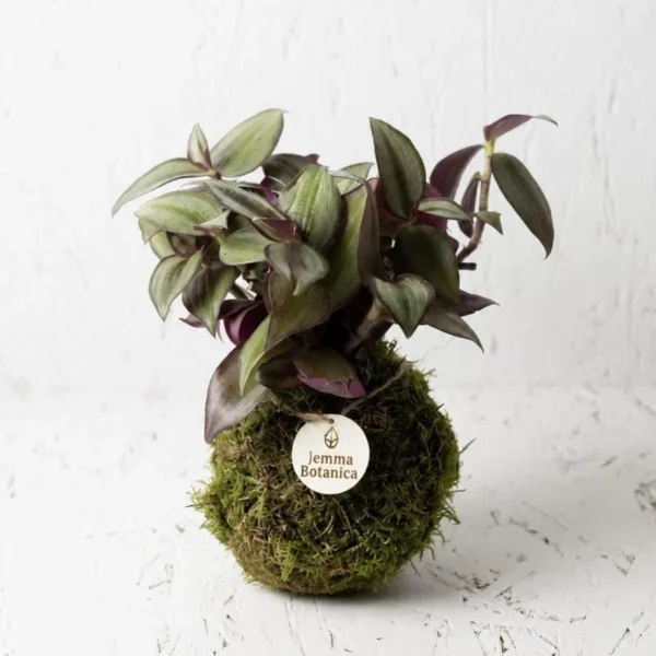 Tradescantia