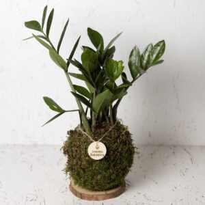 Calma Zamioculcas