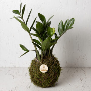 Zamioculcas