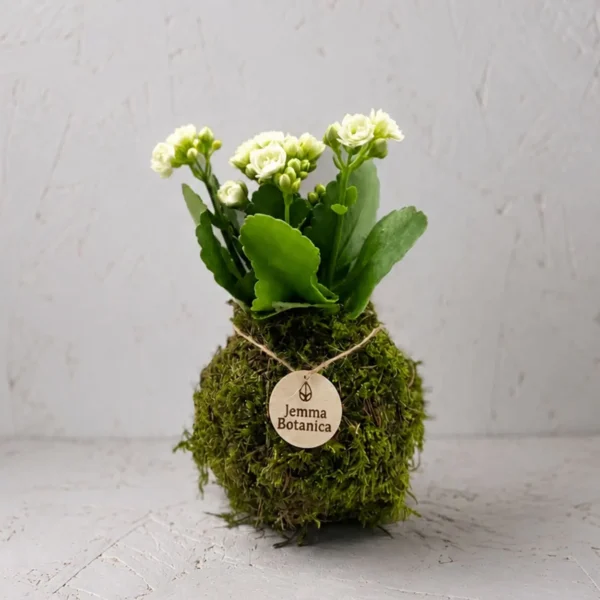 Kalanchoe